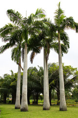 Coconut trees