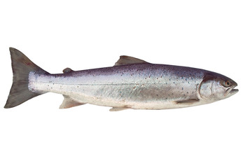 big salmon