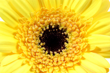 Gelbe Gerbera