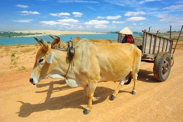 Zelfklevend Fotobehang Cart harnessed by bulls in  Mui Ne  District, Vietnam © Marina Ignatova