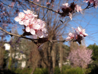 Pink Plum Flowers