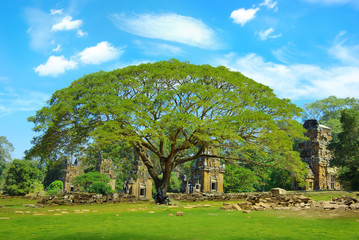 Huge acacia on the background of the temples