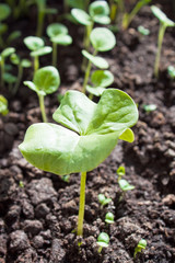 Big plant throug the small one