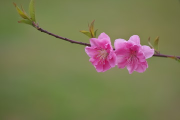 桃の花
