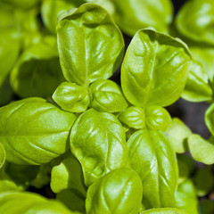Basil