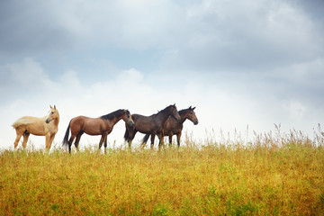 Obraz na płótnie Canvas Four horses in the steppe