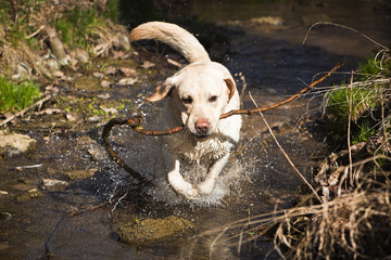 labrador