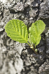 jeune posse sur tronc d'arbre