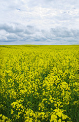 Obraz premium Beautiful canola field.