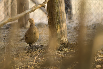 Phasianus colchicus