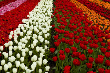 Fototapeta na wymiar Spring field with tulips