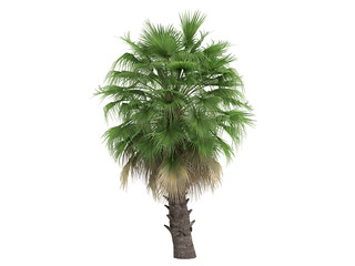 Desert Fan Palm (Washingtonia filifera)
