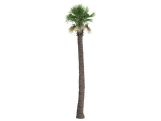 Desert Fan Palm (Washingtonia filifera)
