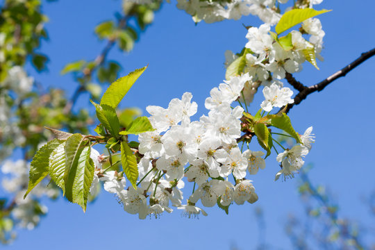 Blossoming branch background