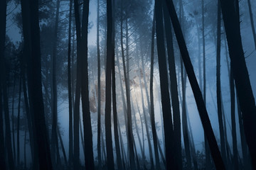Fototapeta premium Mysterious forest