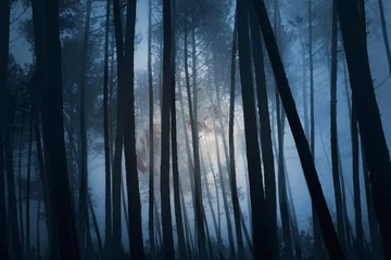 Plexiglas foto achterwand Mysterieus bos © Zacarias da Mata