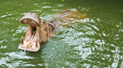 Hippopotamus waiting for feeding