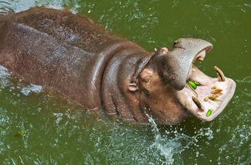 Hippopotamus waiting for feeding
