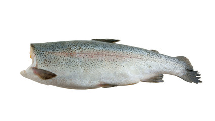 Big trout isolated on white background