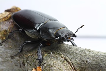 Hirschkäfer