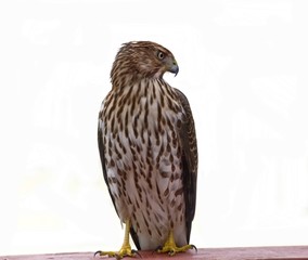 Red-tailed Hawk