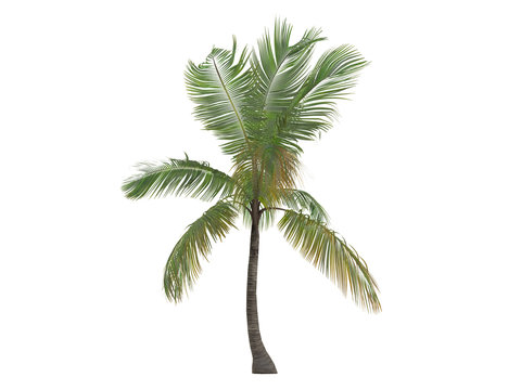 Coconut (Cocos nucifera)