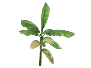 Japanese Fibre Banana (Musa basjoo)