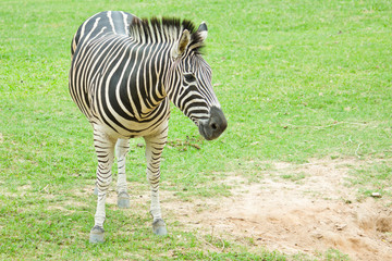 Fototapeta na wymiar Zebra standing in grass field