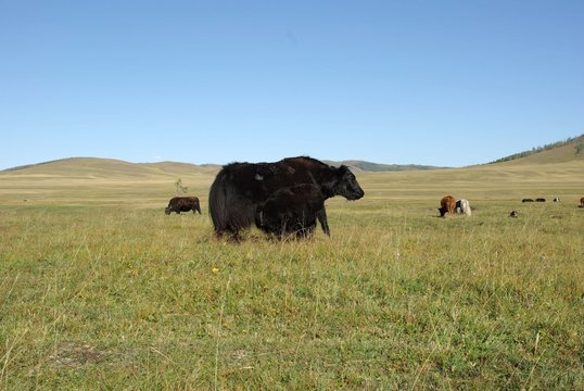 Yaks, Mongolie