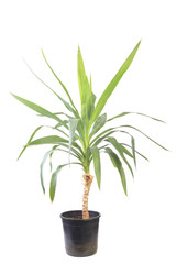 potted plant