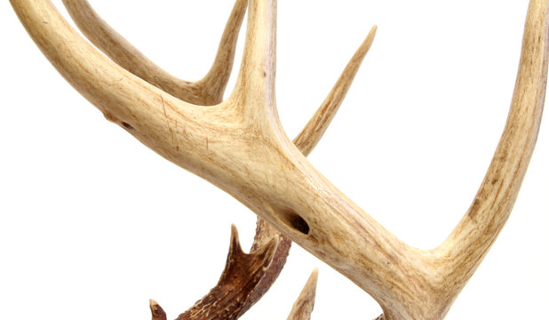 Deer Antlers