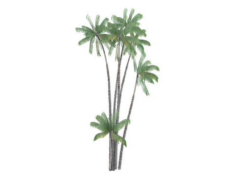 Nibung Palm (Oncosperma tigillarium)