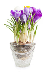 crocuses on a white background