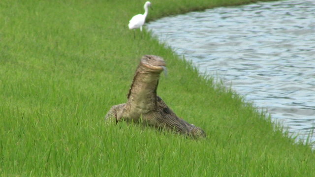 Monitor Lizard Heads To The Water