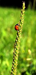 Marienkäfer am Grashalm