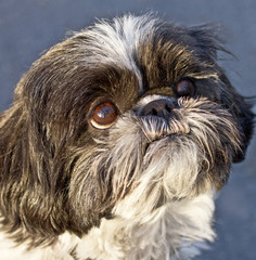 Shih Tsu