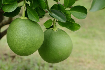 Grapefruit in the green and nutrition