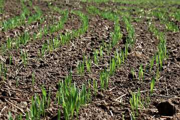 Wheat seedlings