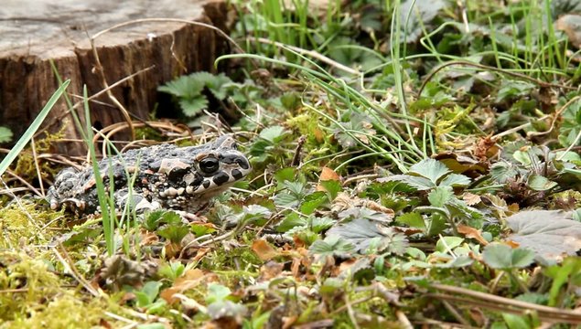 Wechselkr&ouml;te (Bufo viridis)