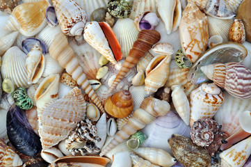 Sea Shells Background