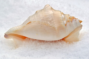 Fototapeta na wymiar Sea Salt and Shell