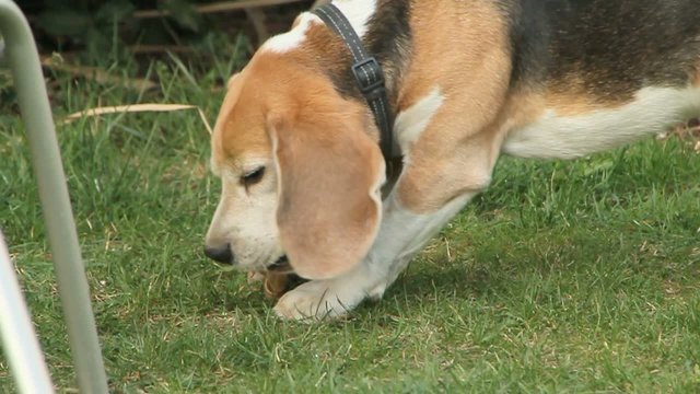 Beagle eats bone