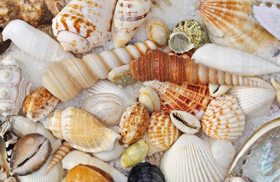 Wet Sea Shells