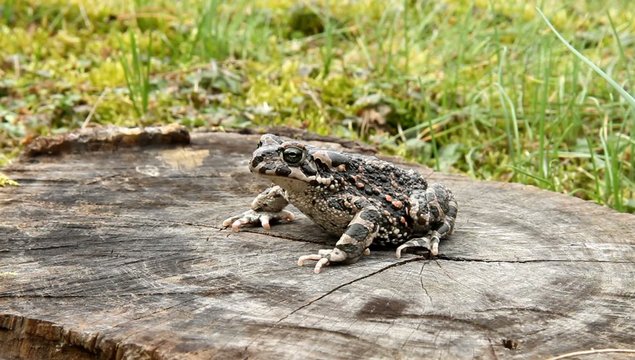 Wechselkr&ouml;te (Bufo viridis)