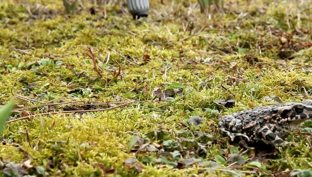Wechselkr&ouml;te (Bufo viridis)