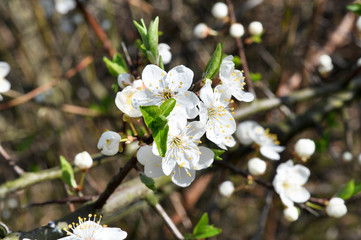 Frühling im Garten