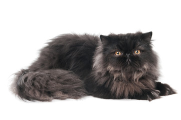 black persian kitty cat