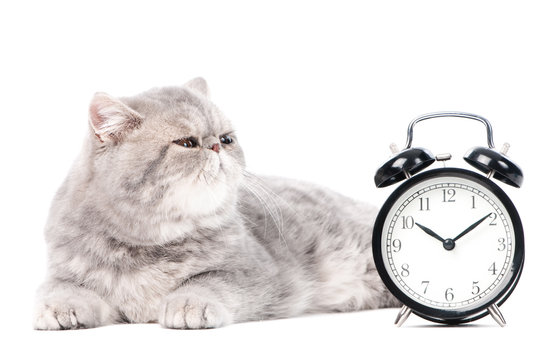 Grey Exotic Kitty Cat And Clock