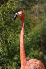 flamant rose
