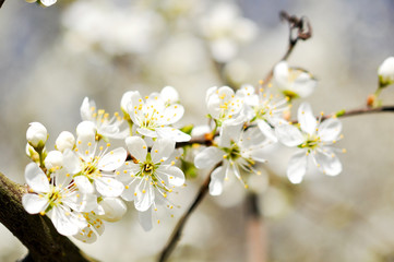 Frühlingsbote
